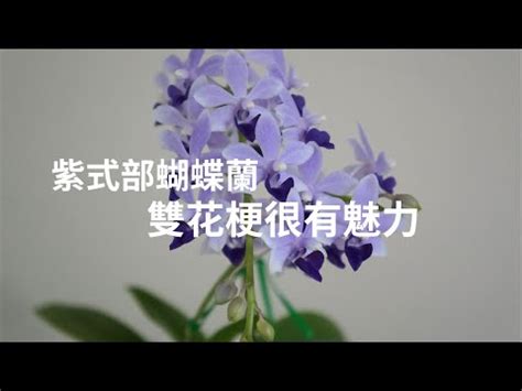 紫式部 蘭花|【紫式部蘭花】揭開紫式部蘭花的魅惑：尊貴優雅，綻。